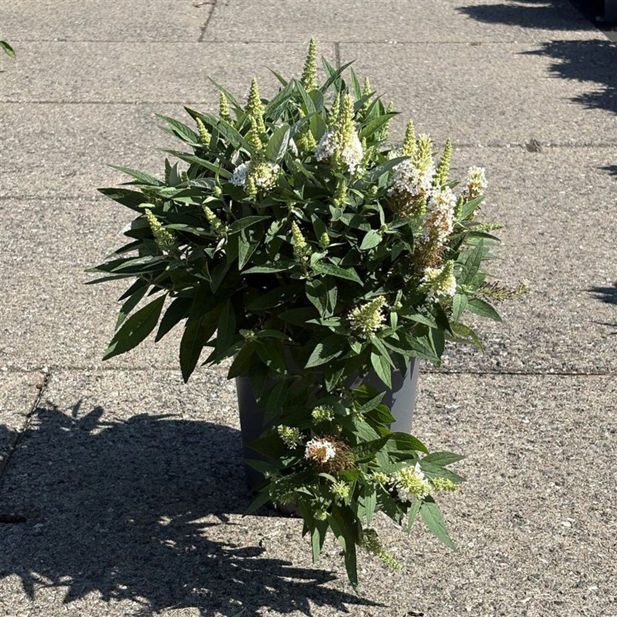 Buddleja davidii &