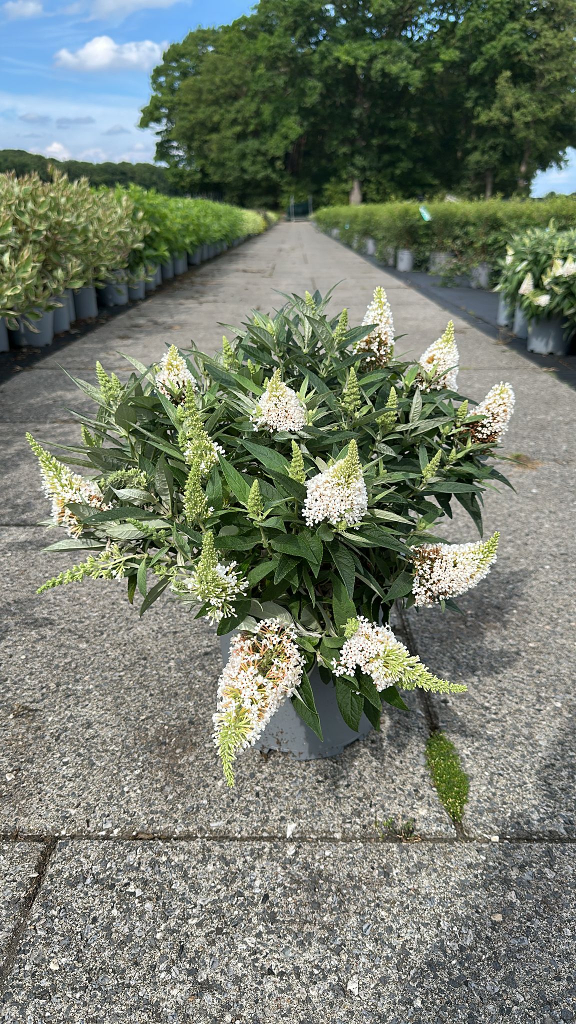 Buddleja davidii &