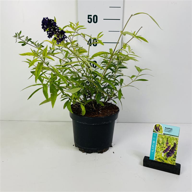 Buddleja davidii &