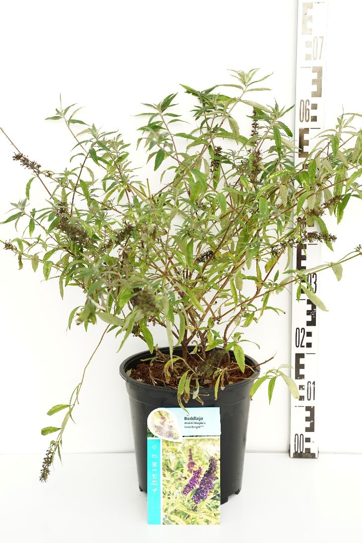 Buddleja davidii &