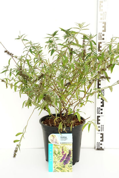 Buddleja davidii &