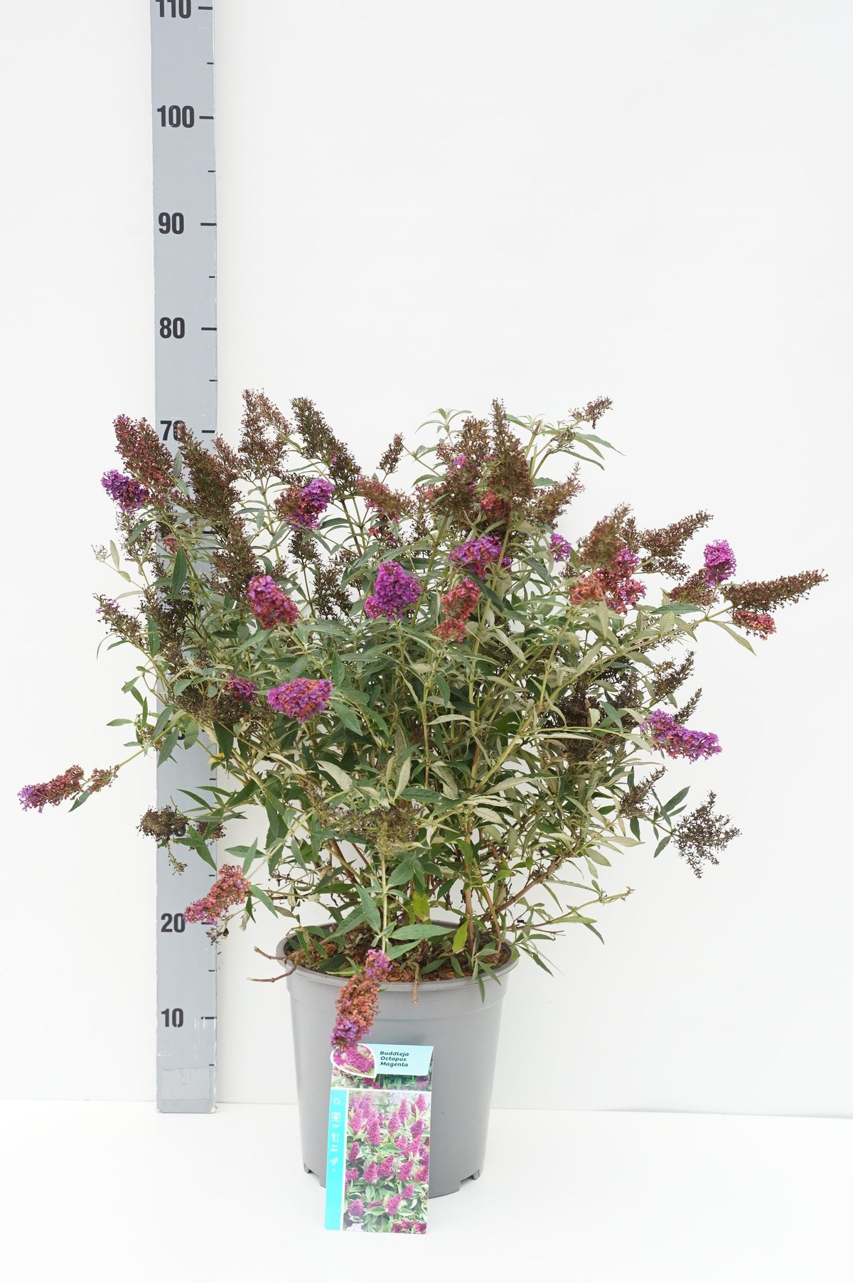 Buddleja davidii &