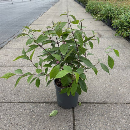 Callicarpa bod. &