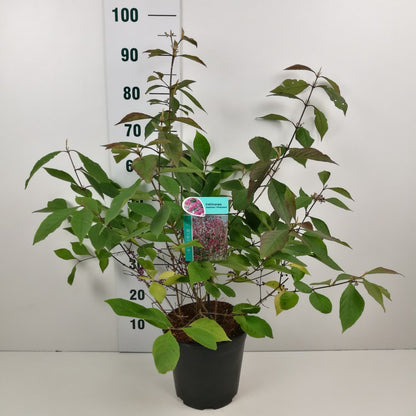 Callicarpa bodinieri &