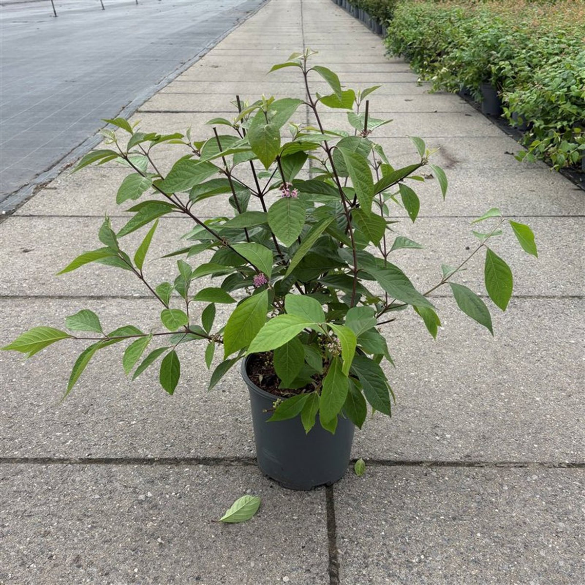 Callicarpa bod. &