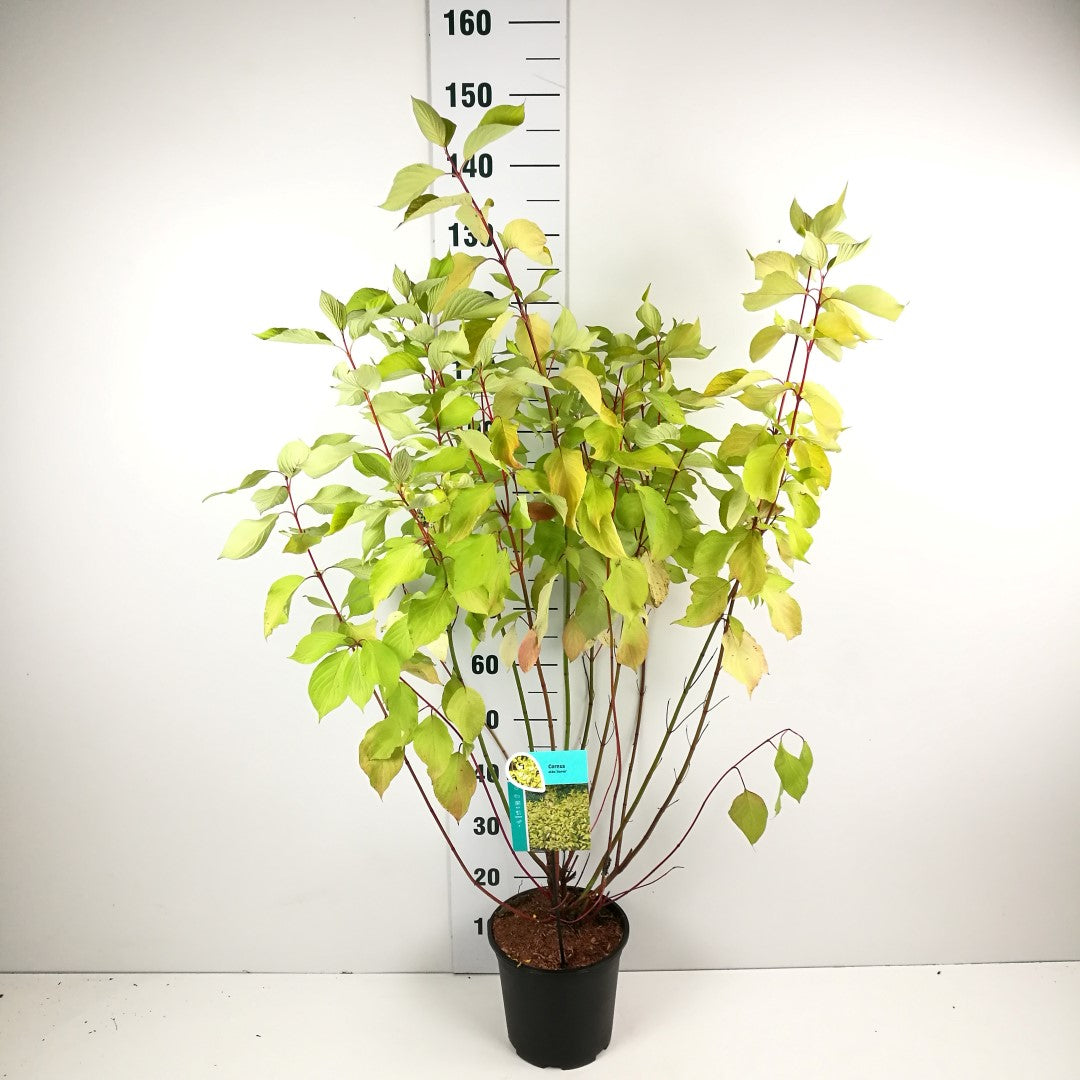 Cornus alba &