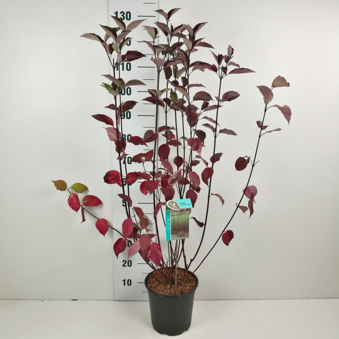 Cornus alba &