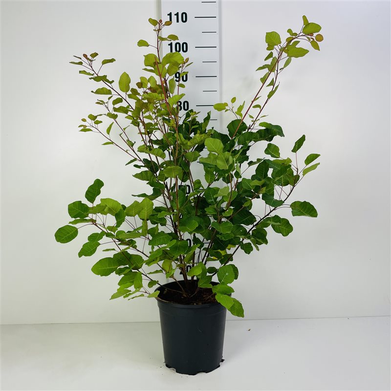 Cotinus coggygria C7,5 (7,5 liters kruka) 80-100 cm