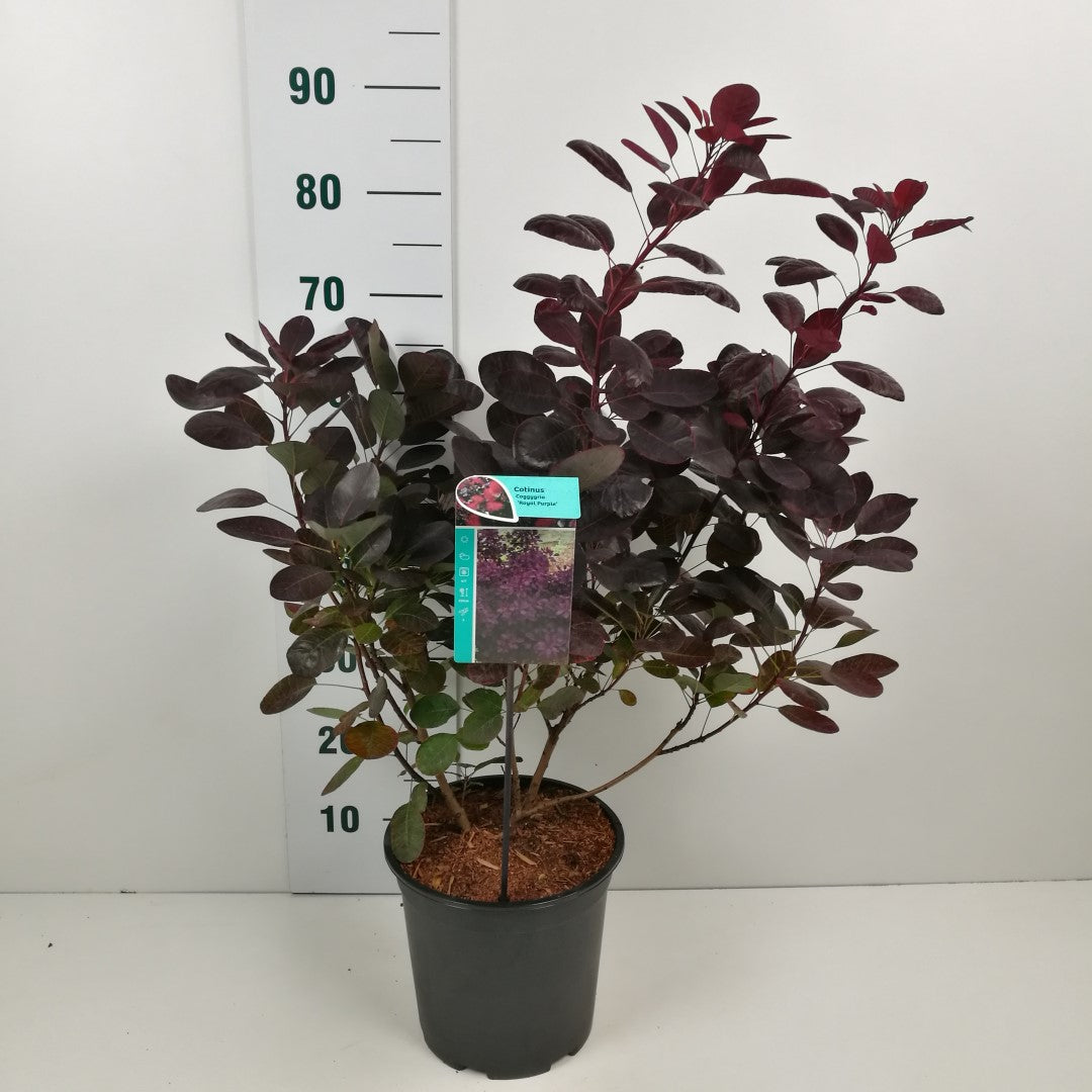 Cotinus cogg. &
