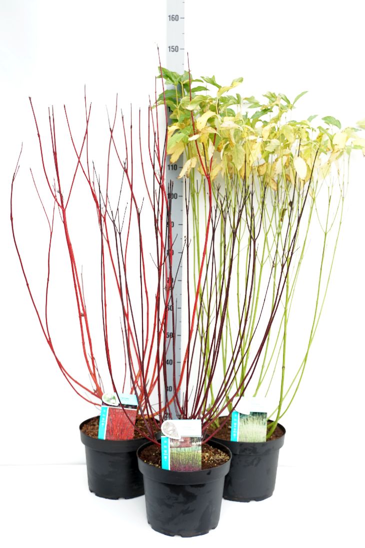 Cornus i sorter C10 (10 liters kruka) 60-80 cm