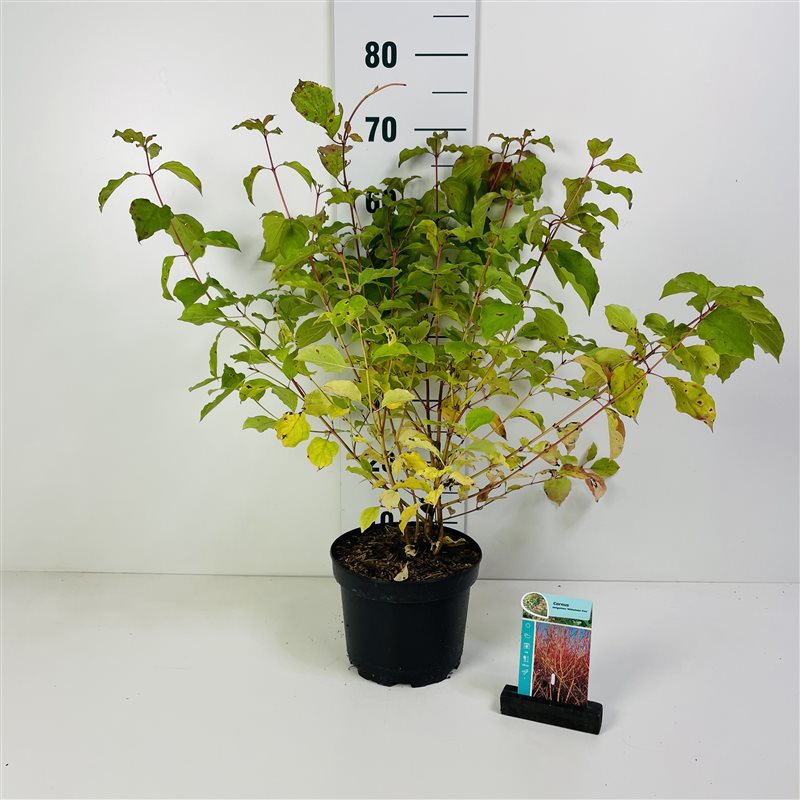 Cornus sang. &