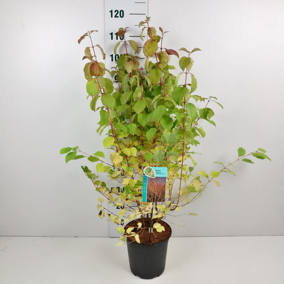 Cornus sanguinea &