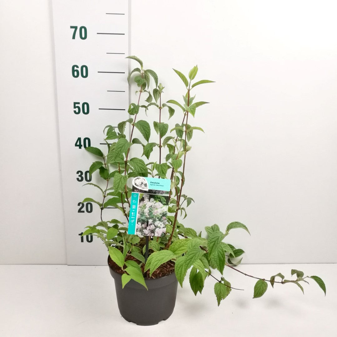 Deutzia hybrida &