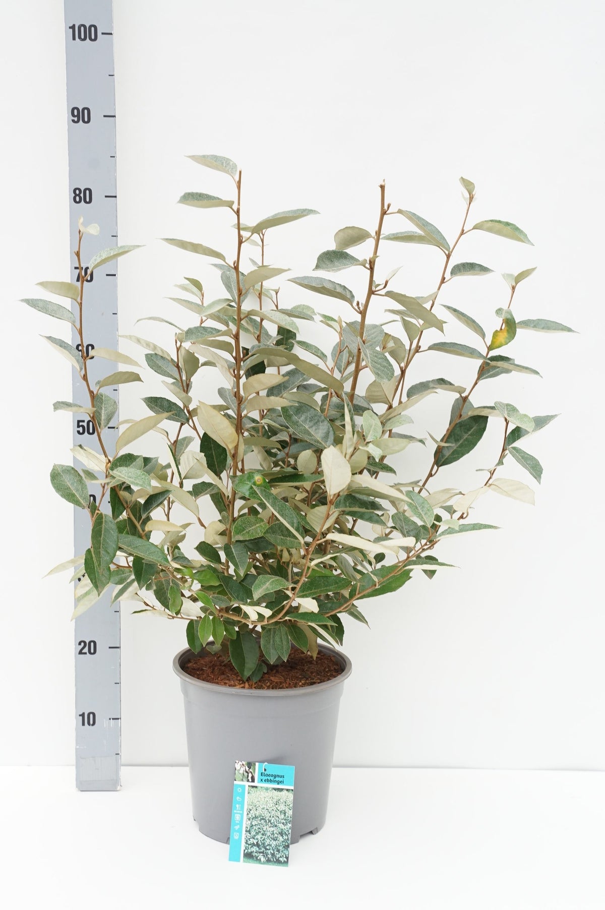 Elaeagnus ebbingei stam 10-12 cm, C90 (90 liters kruka)