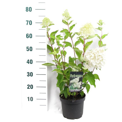 Hydrangea paniculata &