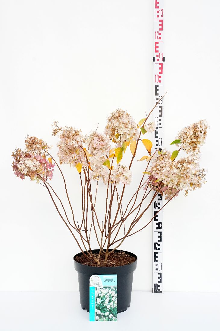 Hydrangea paniculata &