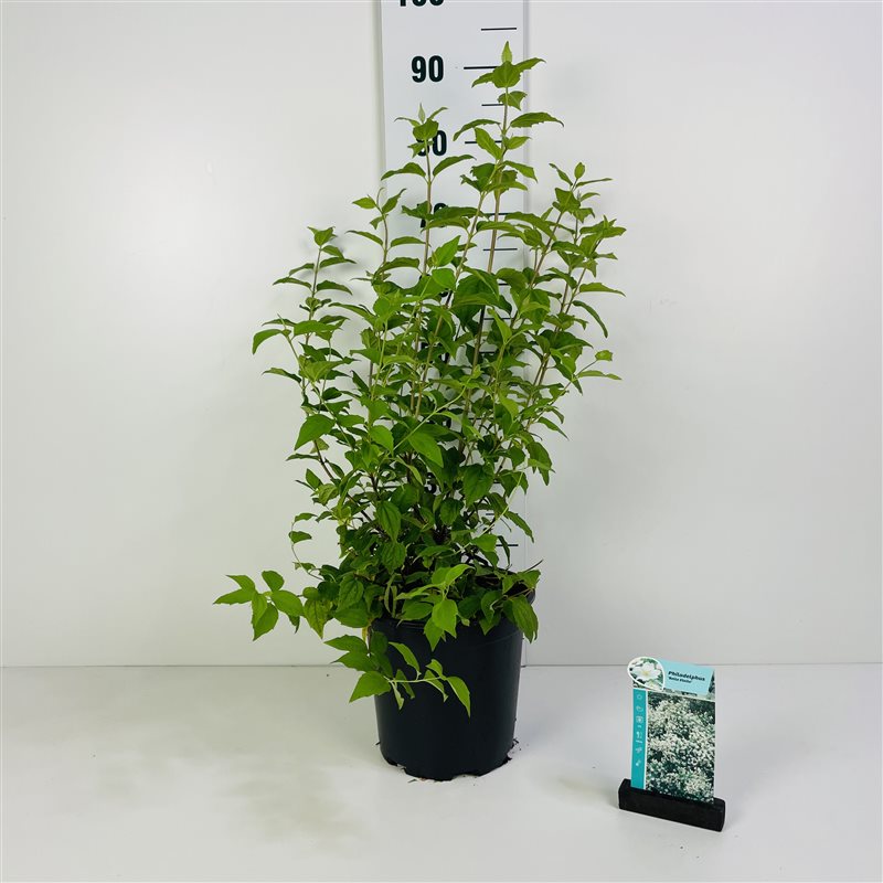 Philadelphus &