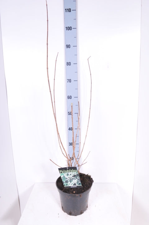 Philadelphus coronarius C3 (3 liters kruka) / 19 cm kruka 50-60 cm
