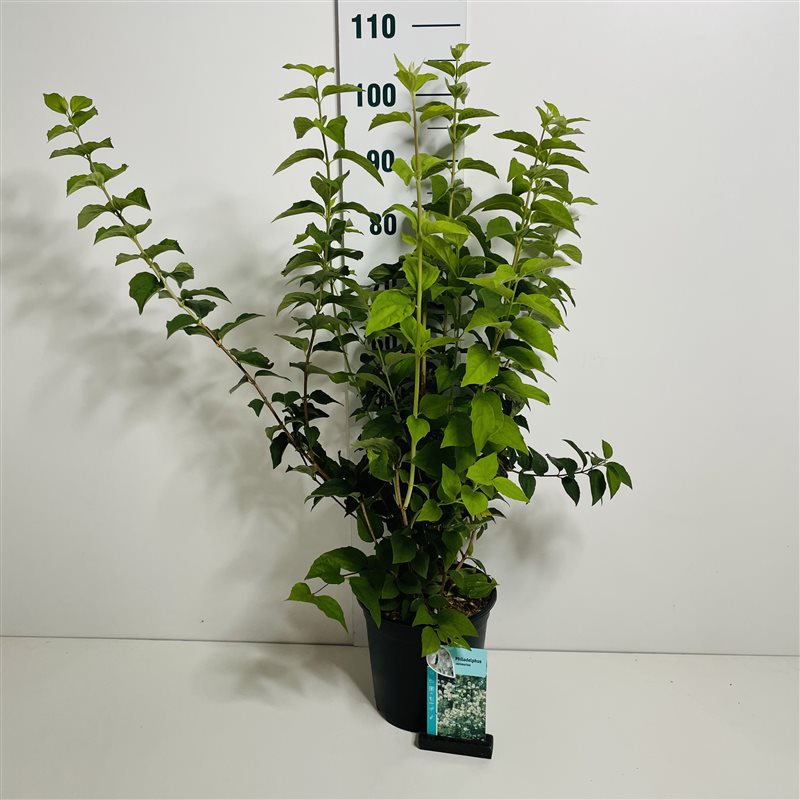 Philadelphus coronarius C7 (7 liters kruka) 50-60 cm
