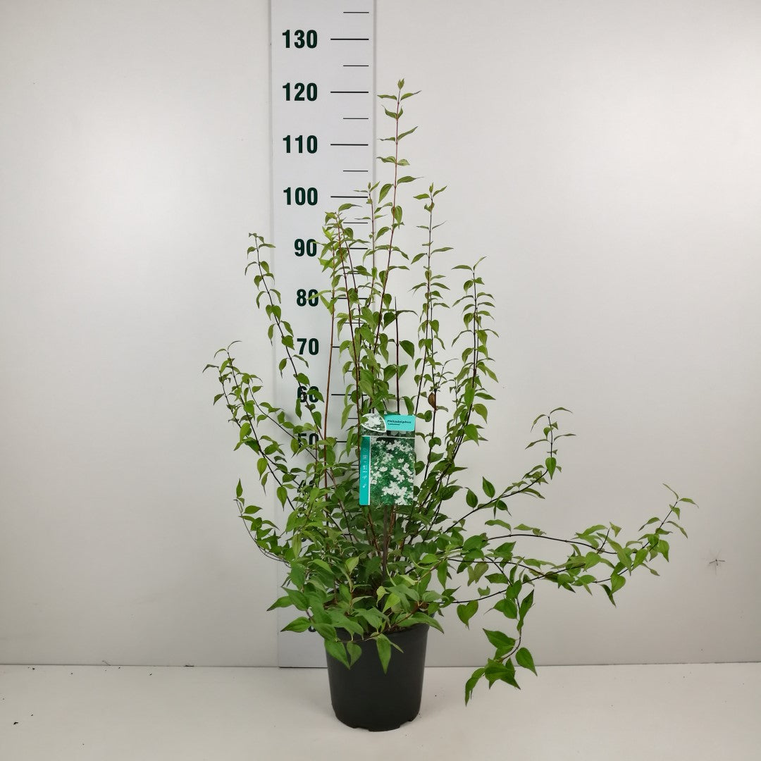 Philadelphus &