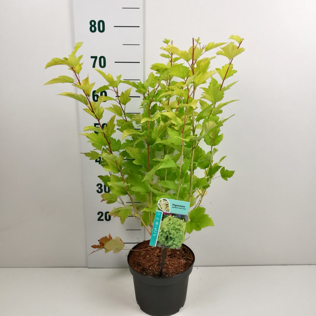 Physocarpus opulifolius &