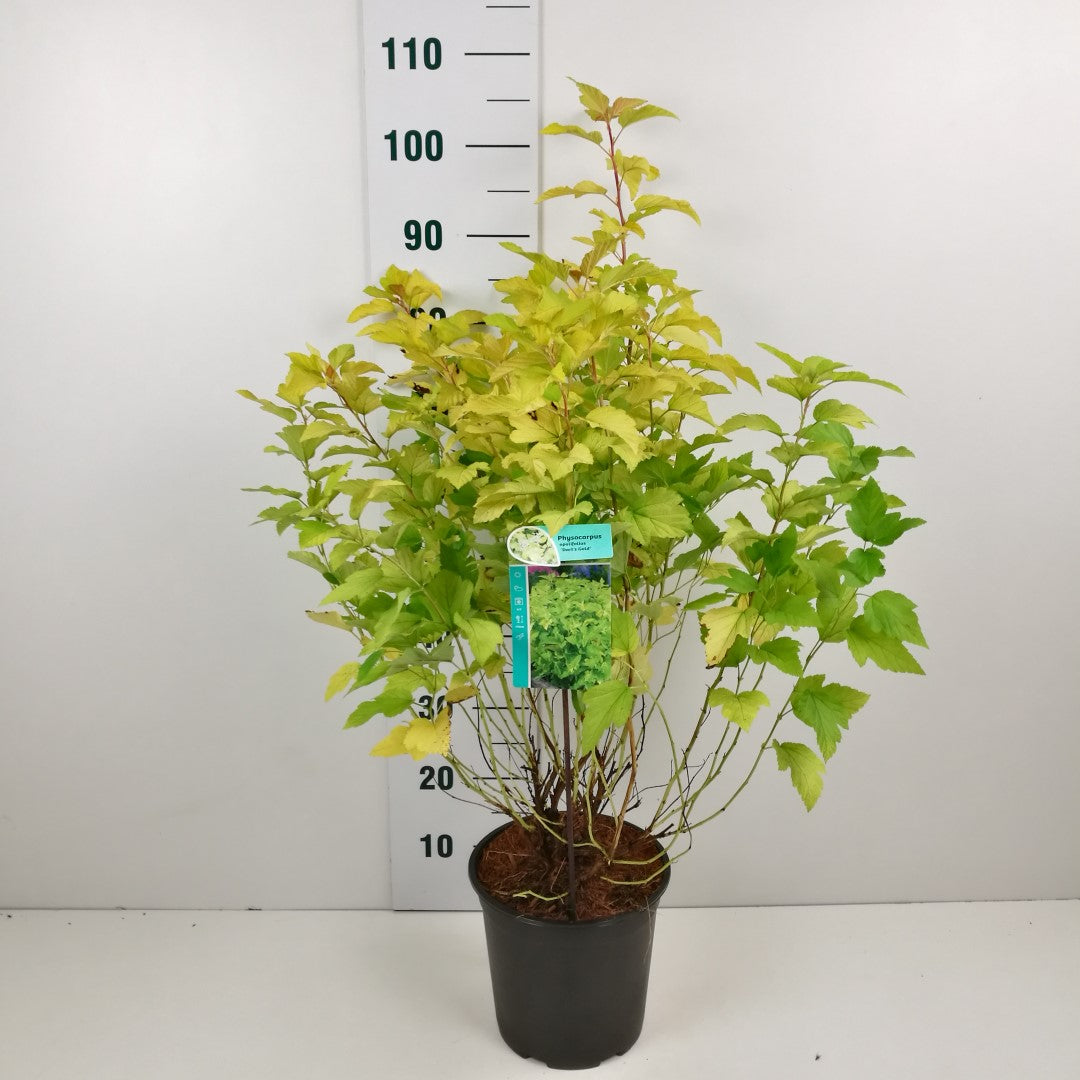 Physocarpus opulifolius &