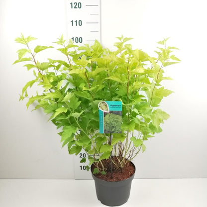 Physocarpus opulifolius &