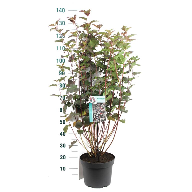 Physocarpus opulifolius &