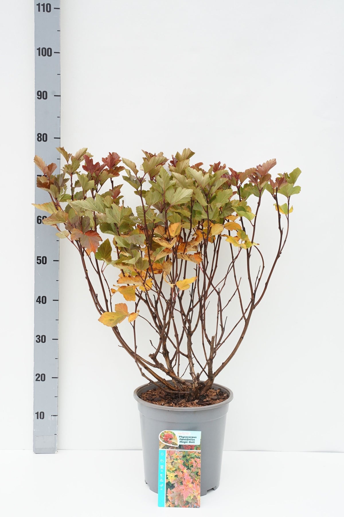 Physocarpus op. &