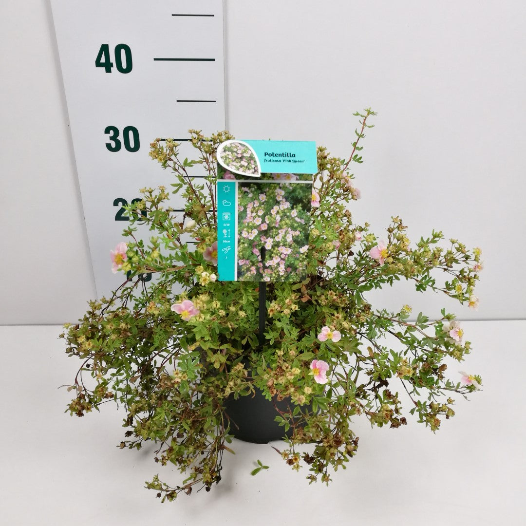 Potentilla fruticosa &