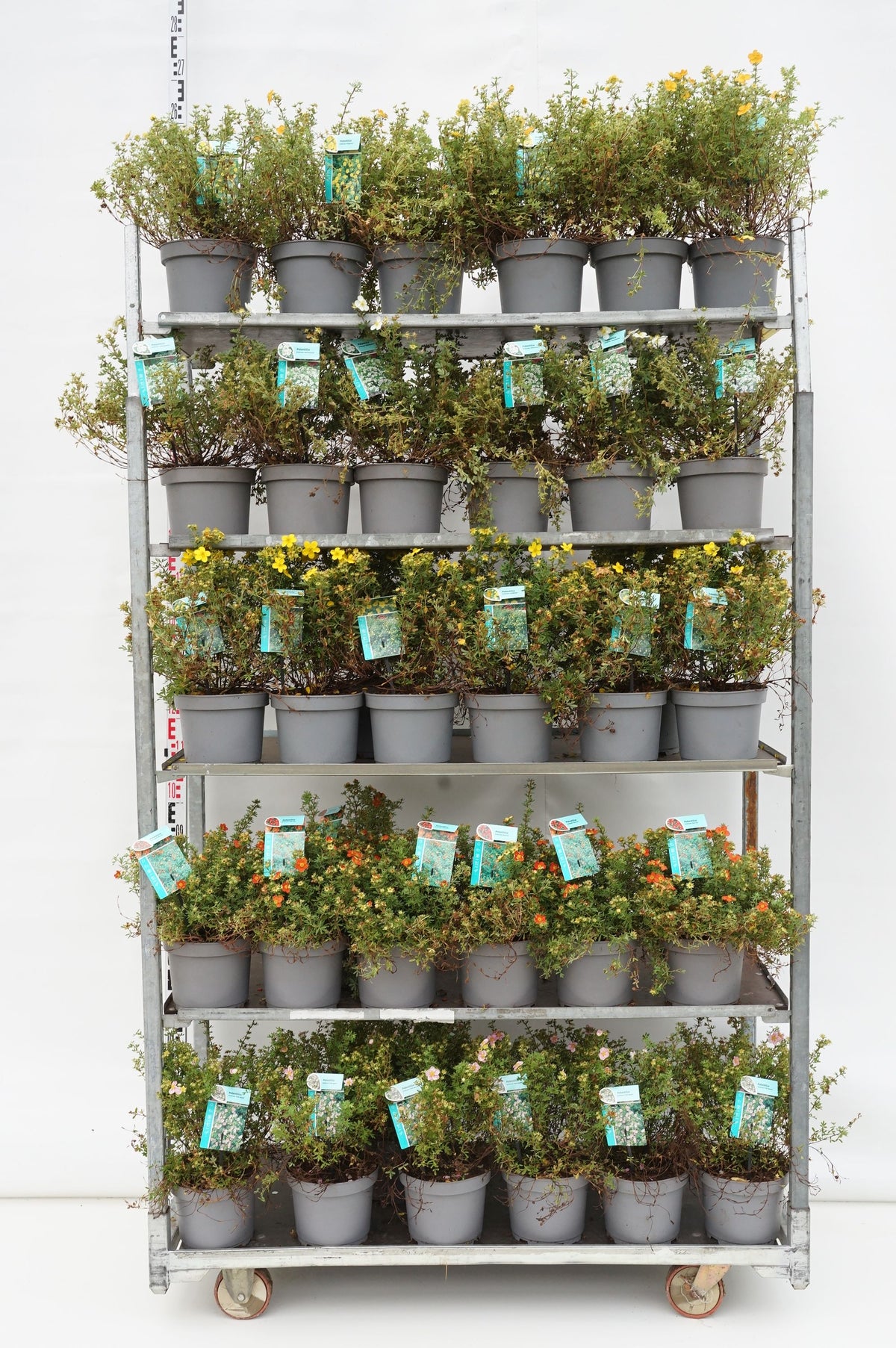 Potentilla i blandade sorter C7 (7 liters kruka) 30-40 cm