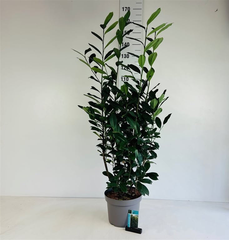 Prunus laurocerasus &