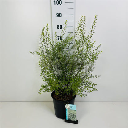 Spiraea arguta C7 (7 liters kruka) 50-60 cm