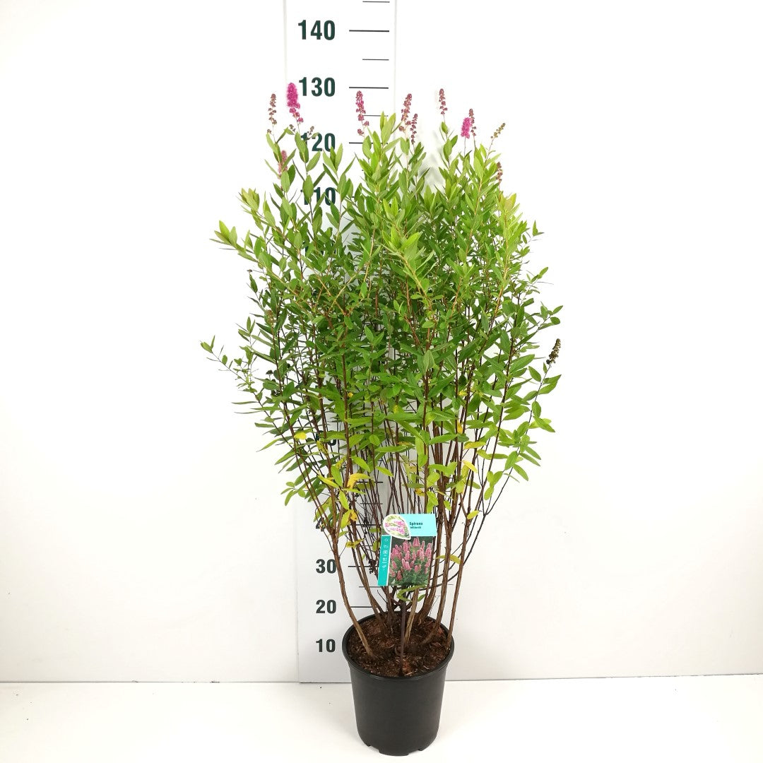 Spiraea billardii C5 (5 liters kruka) 100-110 cm
