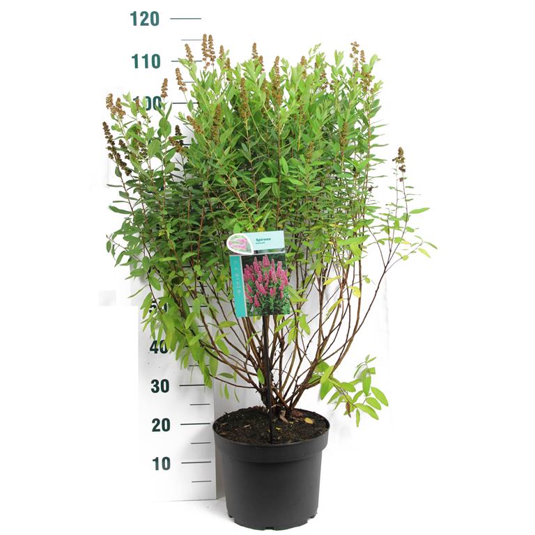 Spiraea billardii C10 (10 liters kruka) 80-100 cm