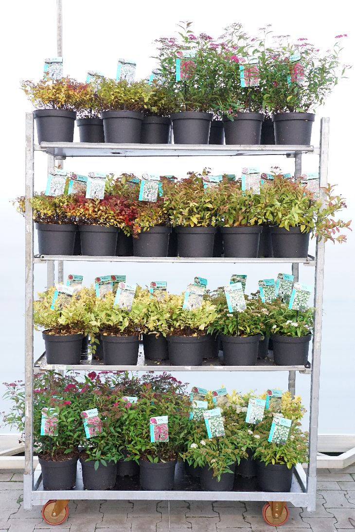 Spiraea i sorter 25-30 cm C3 (3 liters kruka) / 19 cm kruka