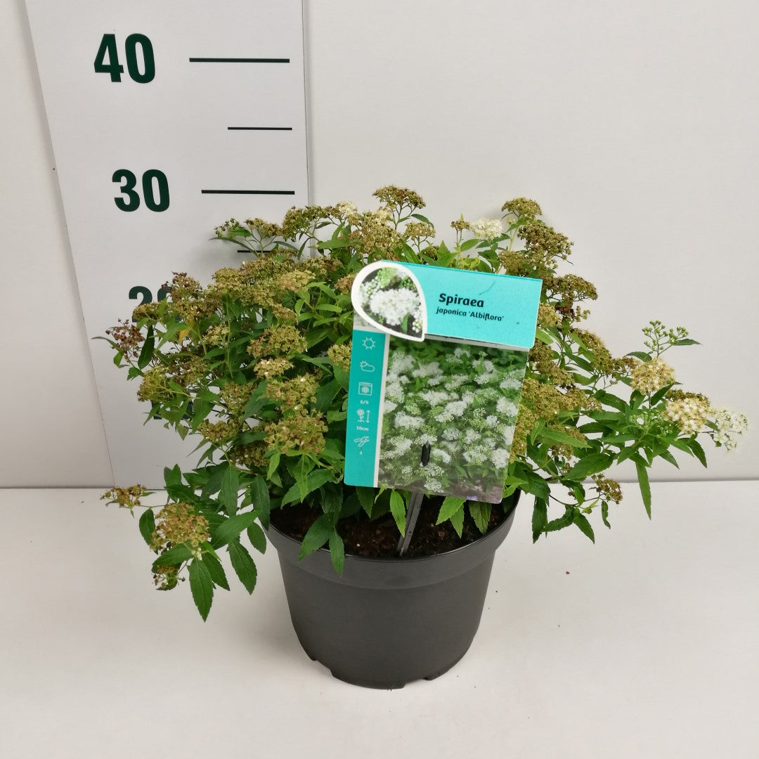 Spiraea jap. &