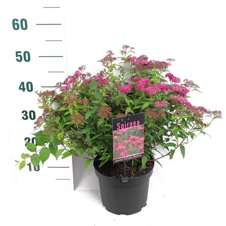 Spiraea japonica &