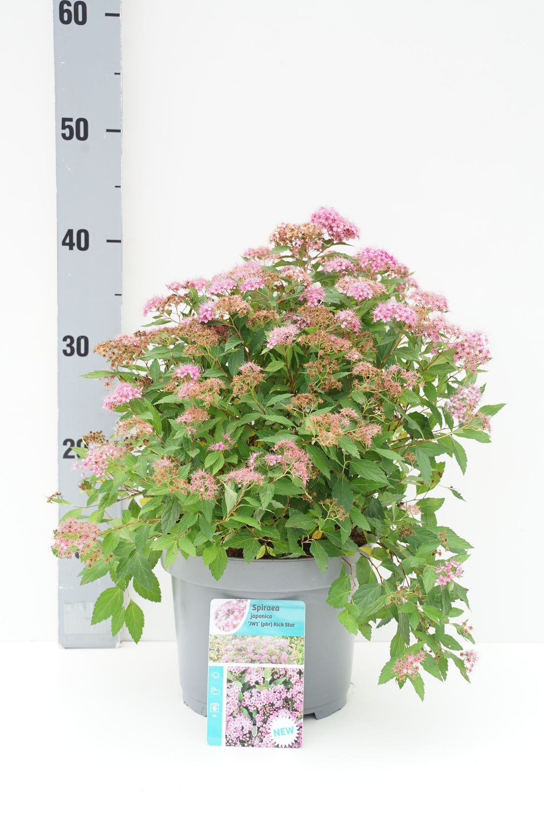 Spiraea japonica &