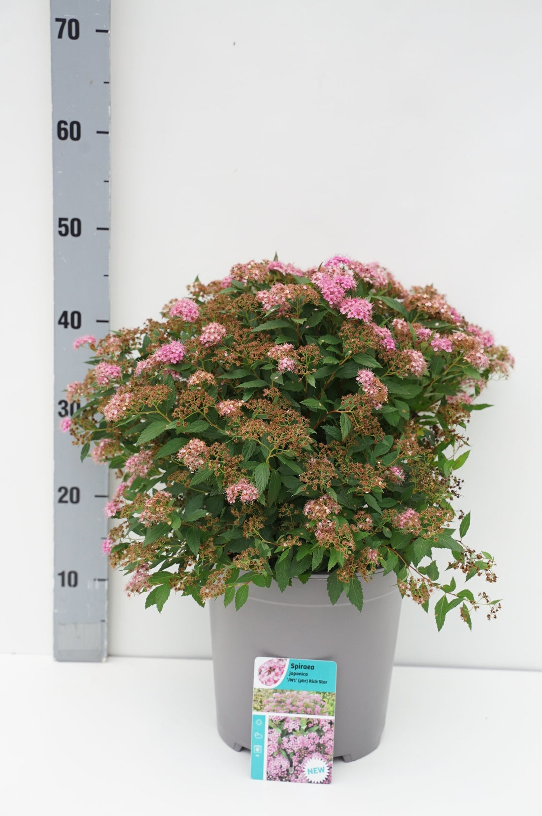 Spiraea japonica &