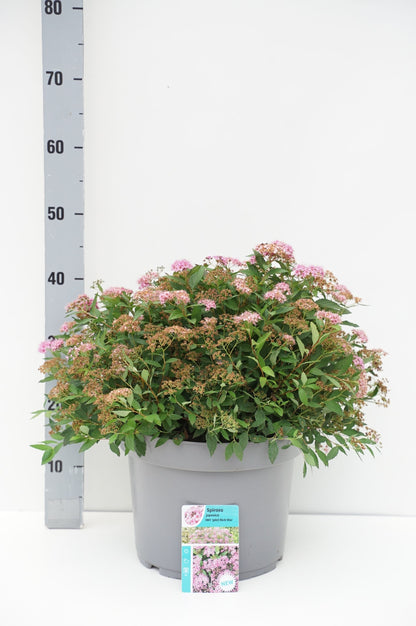 Spiraea jap. &