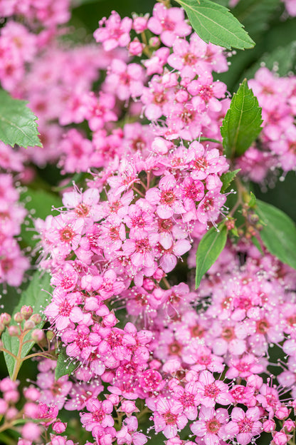 Spiraea japonica &