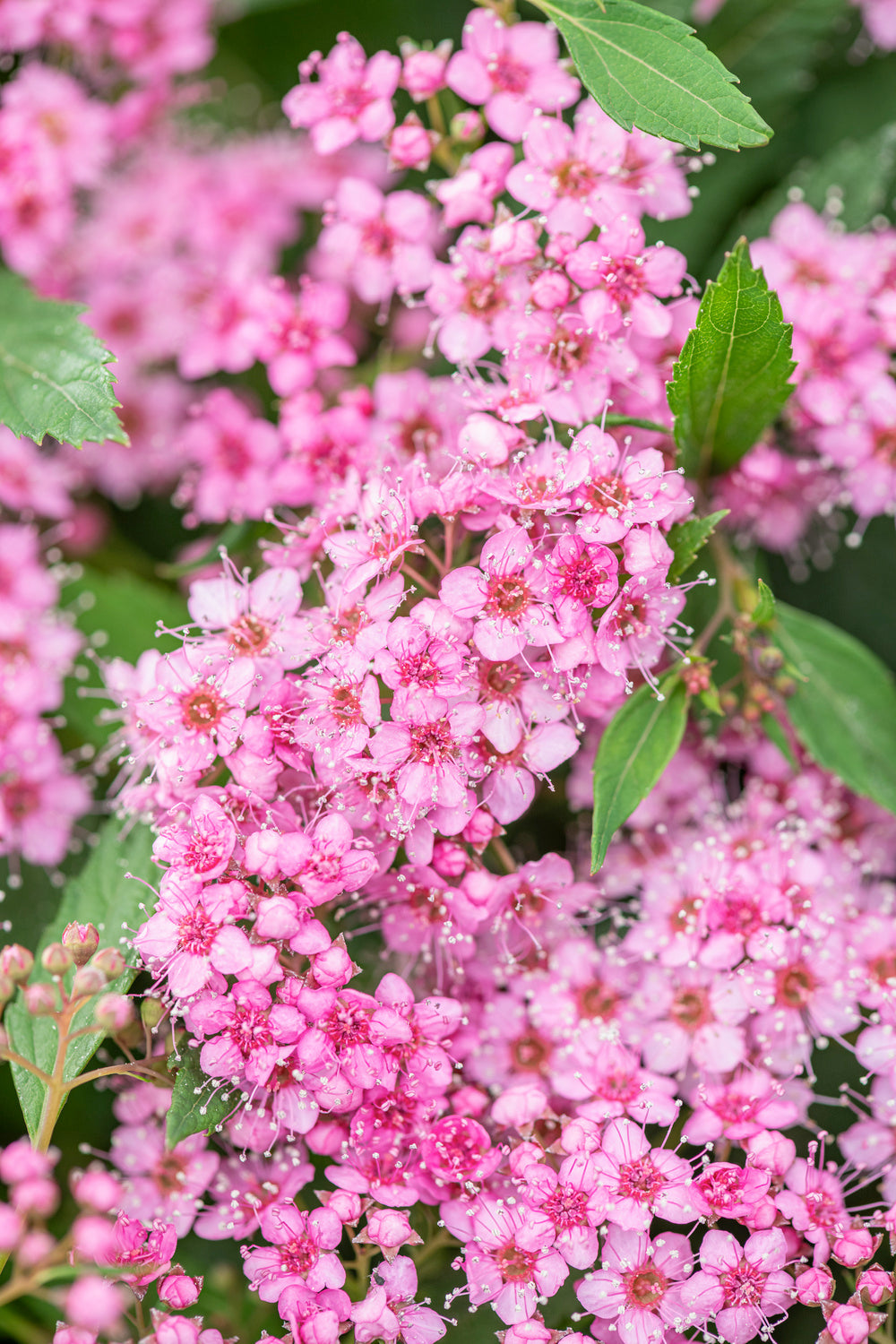Spiraea jap. &