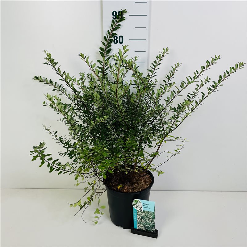 Spiraea nipponica &