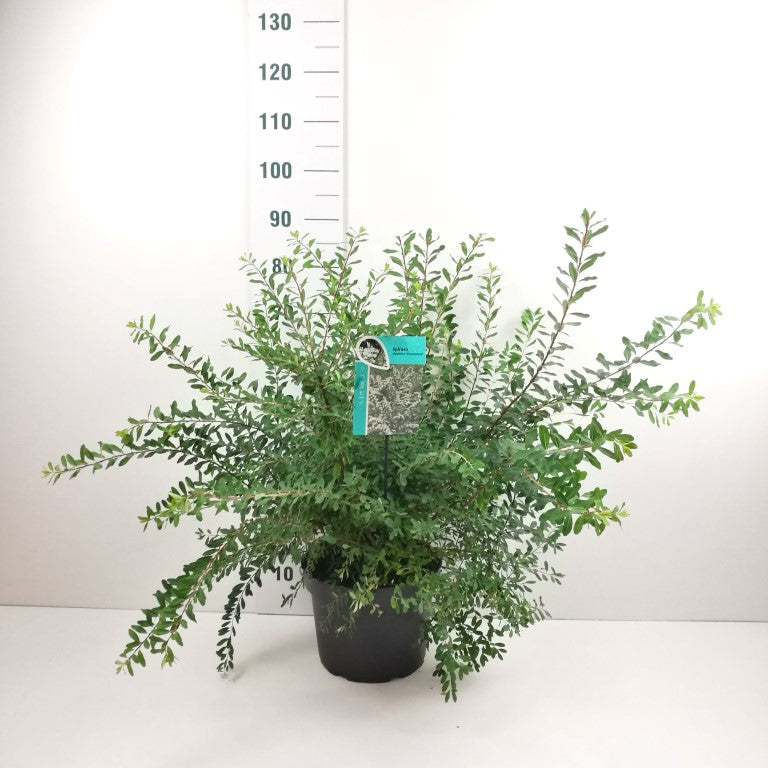 Spiraea nipp. &