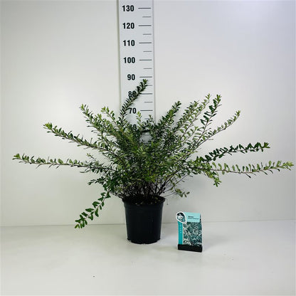 Bukettspirea Spiraea vanhouttei C7 (7 liters kruka) 50-60 cm