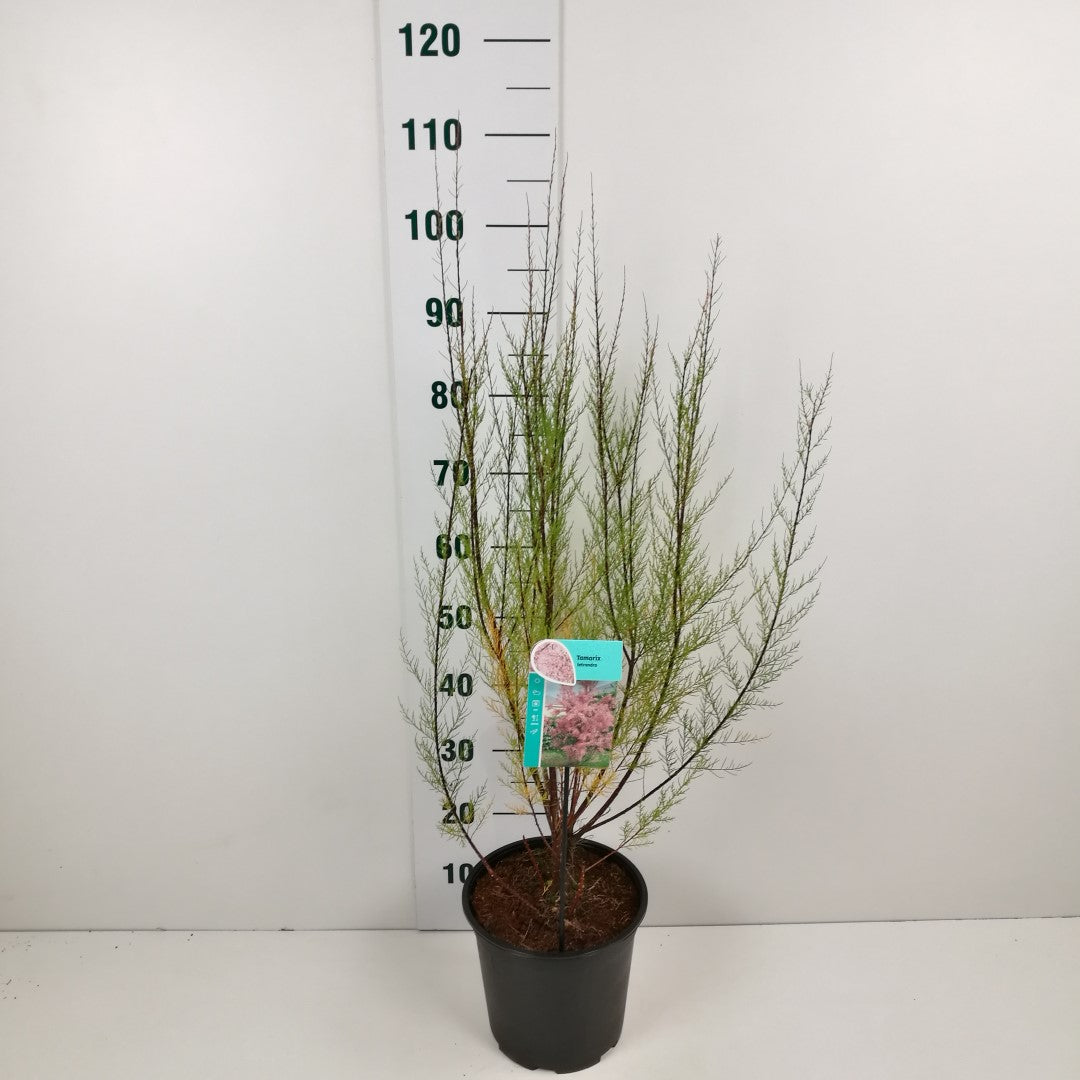 Tamarix tetrandra C7 (7 liters kruka) 60-80 cm