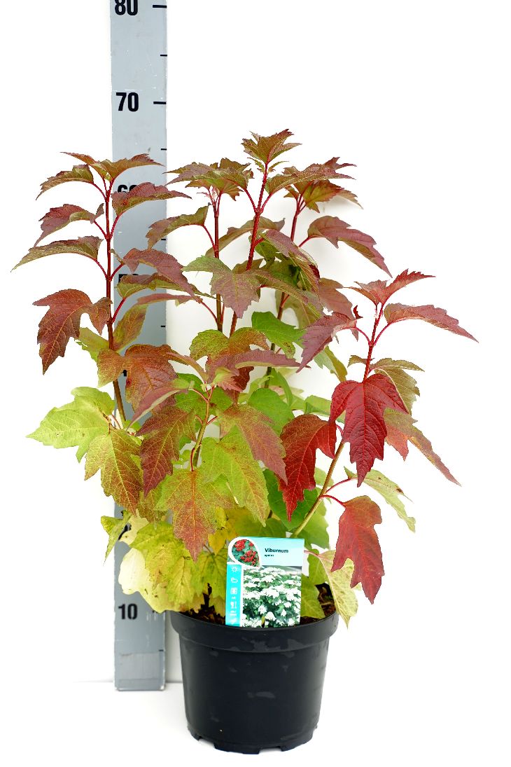 Viburnum opulus C3 (3 liters kruka) 50-60 cm