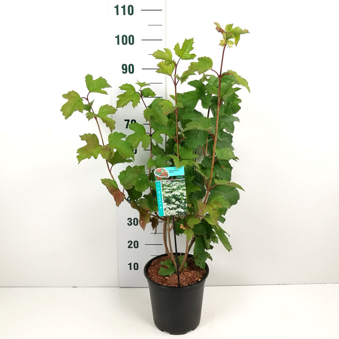 Viburnum opulus C7 (7 liters kruka) 60-80 cm