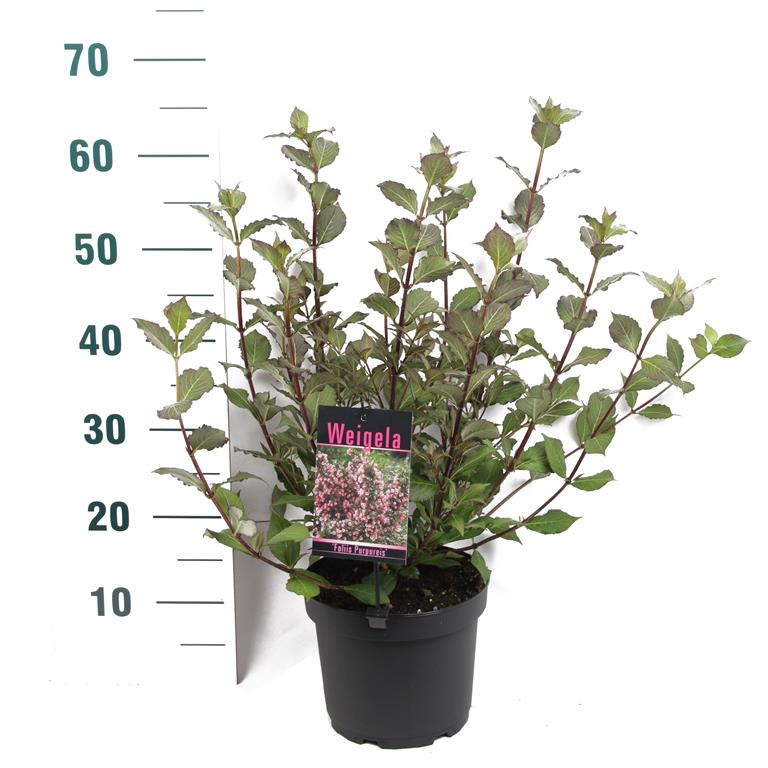 Weigela florida &